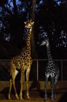 Giraffes�